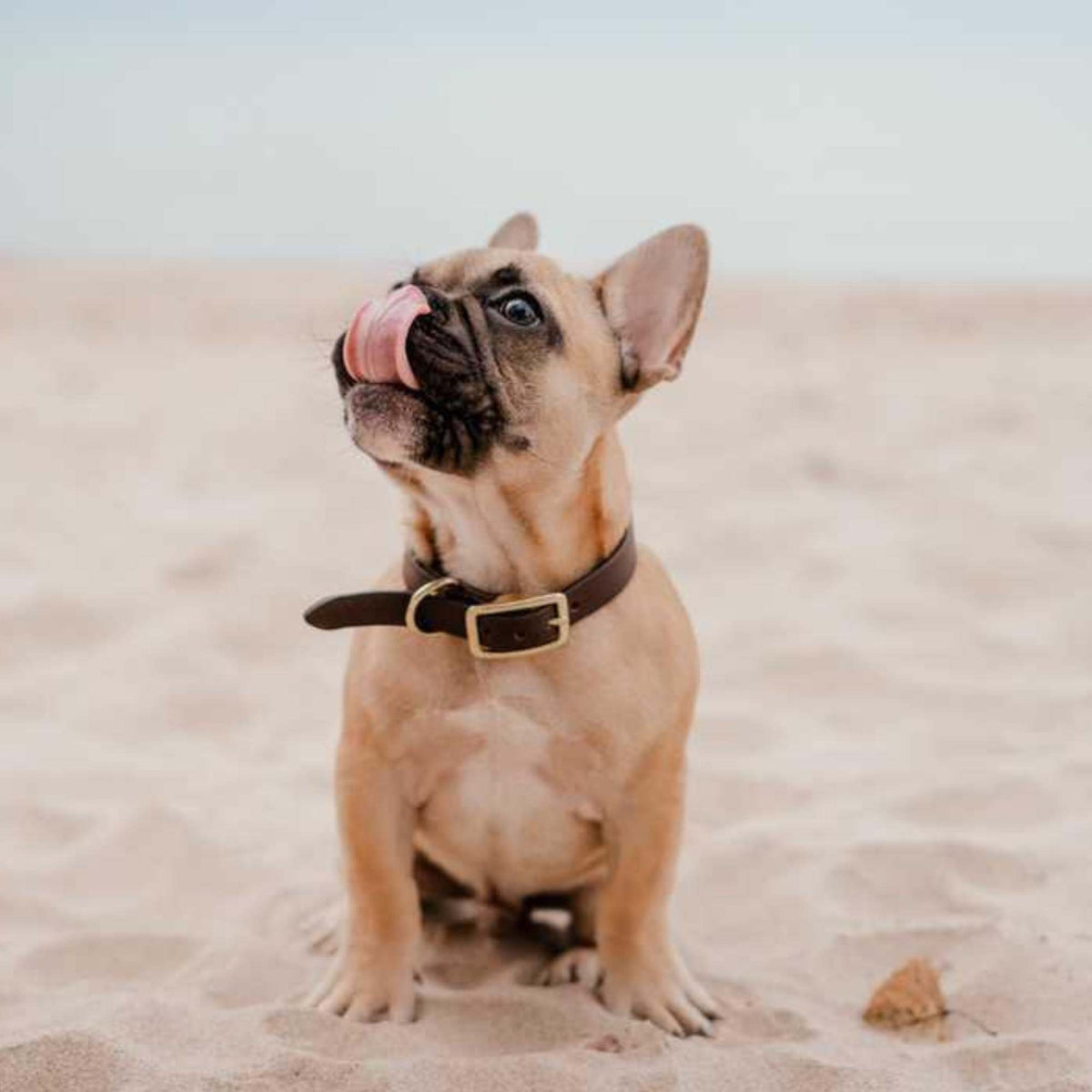 Rover full-grain leather dog collar
